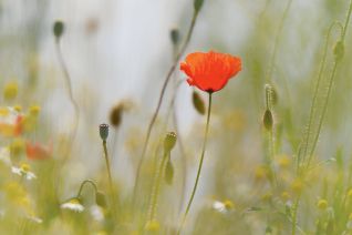 25 Jahre Weblication®